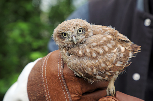 A Baby Owl rests in the hands of a bird rescuer