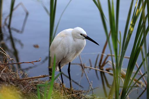 A young egret lives near a pond in the North China Plain