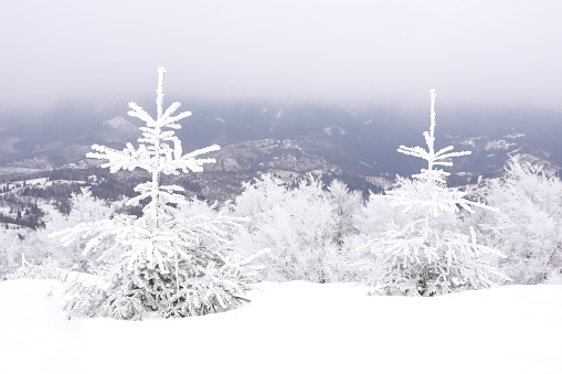 Picturesque view of trees covered with hoarfrost in snowy mountains on winter day