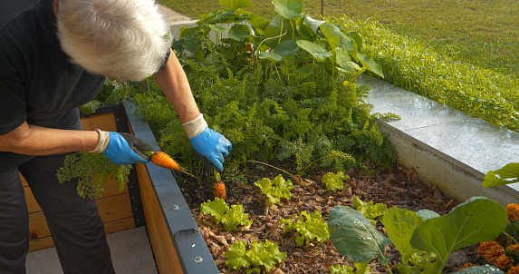 CLOSE UP: Elderly lady uprooting ripe vibrant orange carrots from a raised bed. Senior woman picking organic vegetable grown in thriving permaculture raised-bed garden. A healthy crop in summer time.