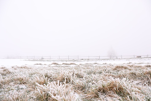 Birch grove in winter foggy day