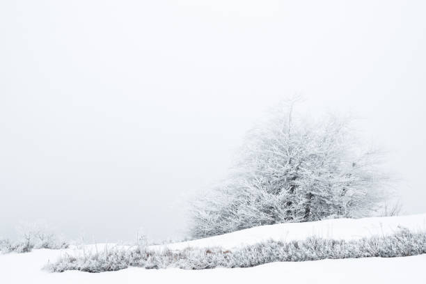 istock Trees and plants covered with snow on winter day. Space for text 1893343443