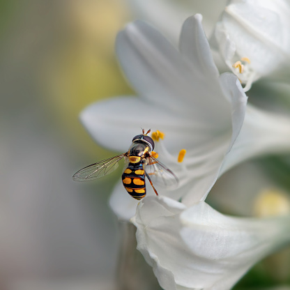 Hover fly on a bugle flower in a meadow in Stukeley Meadows Nature Reserve,  Huntingdon