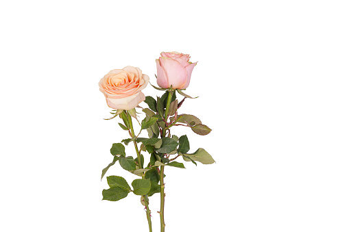 two beautiful blooming pale pink roses isolated on white background