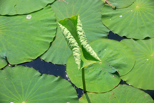 Curly lotus leaves in the pond, North China