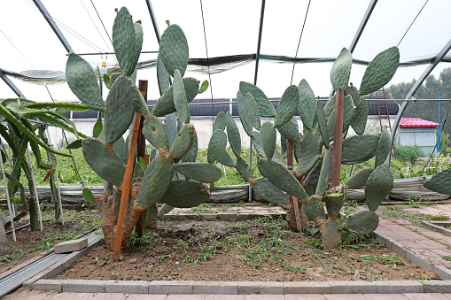 LUANNAN COUNTY, Hebei Province, China - August 3, 2020: Farmers in the management of cactus in the greenhouse