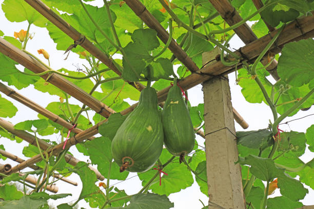 istock The melon is on the trestle on the farm 1893468638