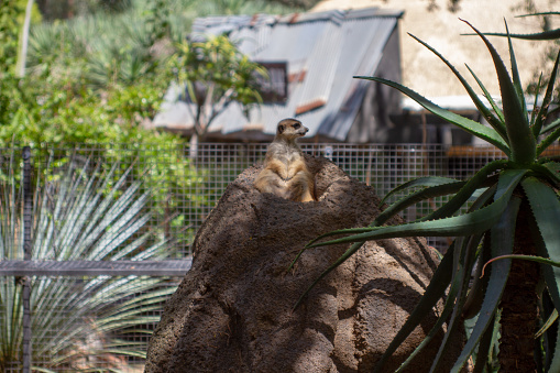 A Meerkat on top of a hill looking around