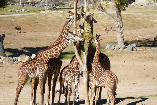 A family of Giraffes feeding