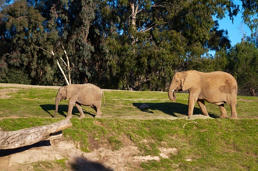 Savanna with Elephants . African savannah elephant . African wildlife reserve