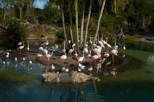 Mangal das Garças is one of the most famous places to visit in Belém do Pará. It's a well preserved park with interaction with somw of the birds and animals.