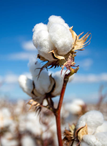 istock Cotton field (Turkey - Izmir). Agriculture concept photo. 1893472246