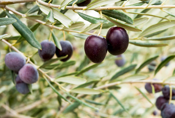 istock Fresh organic olives on the olive tree 1893476339
