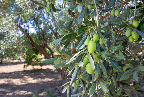 olive branch with ripe fruit, green leaves and blue sky in the background