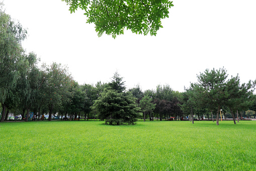The lawn and trees are in the park