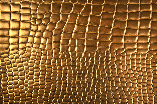 close up of the golden crocodile leather