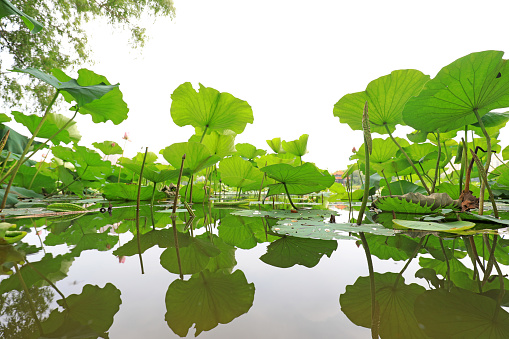 Lush lotus leaves in the pond, North China