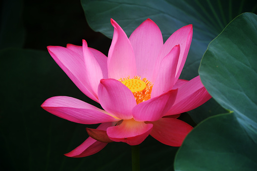 Beautiful lotus in the pond, North China