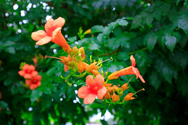 istock Bright Campanula in the park, North China 1893493111