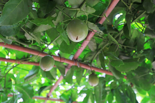 Passion fruit on the plant on the farm
