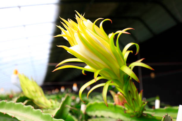 istock Ripe pitaya in greenhouse, North China 1893494255