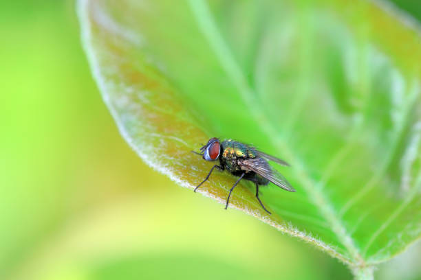 istock A red headed fly on a green leaf, North China 1893511225