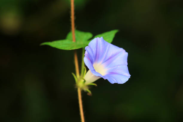 Morning glory in full bloom in the wild, North China