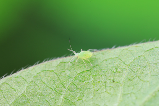 Aphids crawling on wild plants, North China