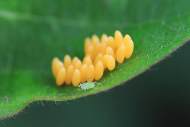 istock Aphids crawling on ladybird eggs, North China 1893515312