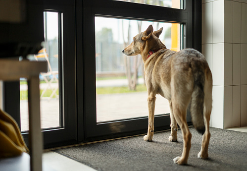 Lonely dog waiting looking at window for his owner at home