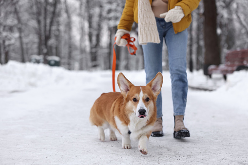 Woman walking with adorable Pembroke Welsh Corgi dog in snowy park, closeup