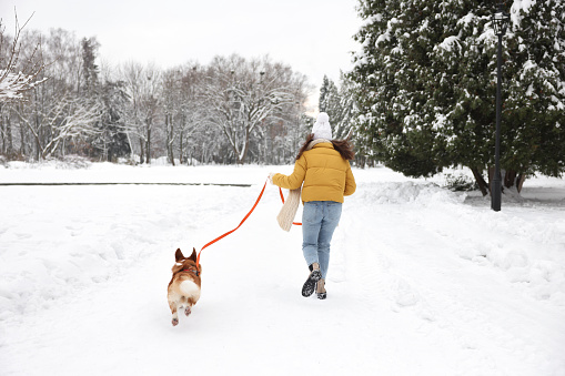 Woman with adorable Pembroke Welsh Corgi dog running in snowy park, back view