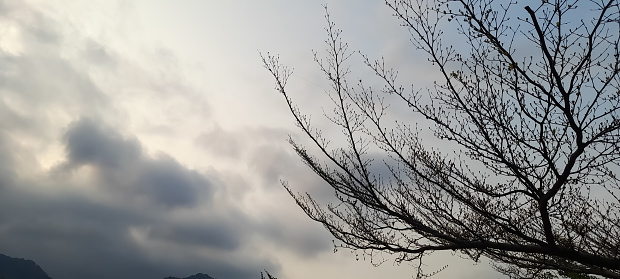 tree branches silhouette with cloudy sky