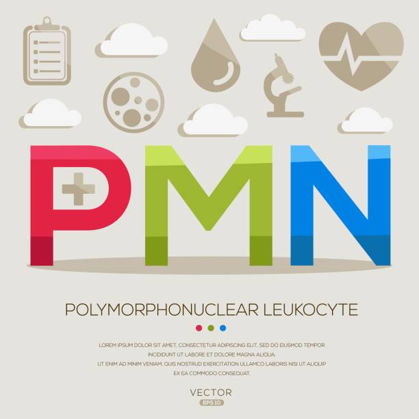 pmn _ polymorphkerniger leukozyt - polymorphkernige zelle stock-grafiken, -clipart, -cartoons und -symbole