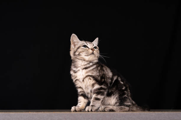 istock A cute little cat in the background 1893577952