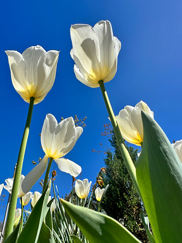 Underside of tulips with a beautiful blue sky