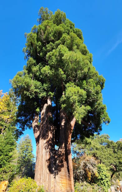 istock Towering Giant Coastal Redwood Tree 1893594895