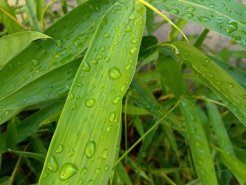 Bamboo leaves exposed to rain. Bamboo leaves as background.