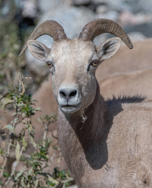 istock Desert Bighorn Sheep 1893600026