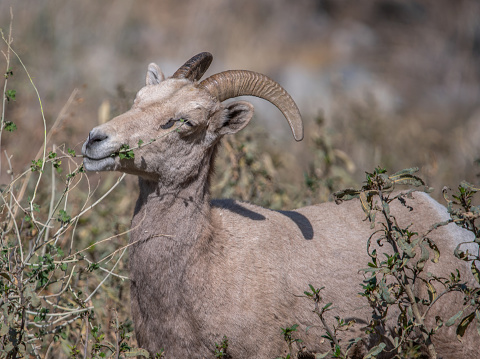 The Desert Bighorn Sheep (Ovis canadensis nelsoni) is a subspecies of Bighorn Sheep that occurs in the desert Southwest regions of the United States and in the northern regions of Mexico.