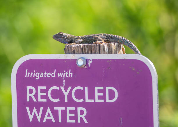 istock lizard on a Recycle Water sign 1893635338