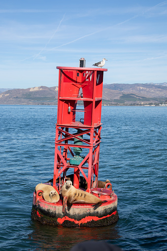 A pack of wild harbor seals on a red buoy just past Ventura Harbor, in the pacific ocean, California, on a clear sunny day.