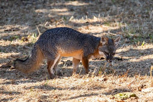 Island fox photographed at Santa Cruz Island in the Channel Islands National Park off Ventura California Coastline.  The island fox is a small fox species that is endemic to six of the eight Channel Islands of California.