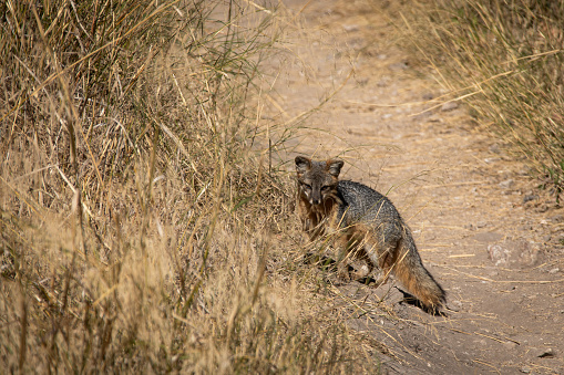 Island fox photographed at Santa Cruz Island in the Channel Islands National Park off Ventura California Coastline.  The island fox is a small fox species that is endemic to six of the eight Channel Islands of California.