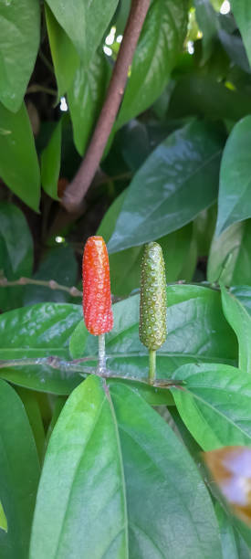 Java long pepper, Piper Longum, Piper retrofractum in garden (long pepper) Java long pepper, Piper Longum, Piper retrofractum in garden (long pepper) capsicum annuum longum stock pictures, royalty-free photos & images