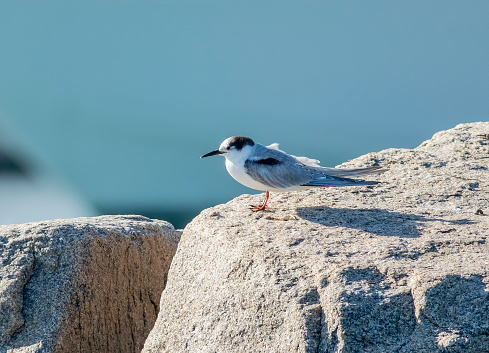 A common tern perched on a large granite jetty boulder in Key West Florida