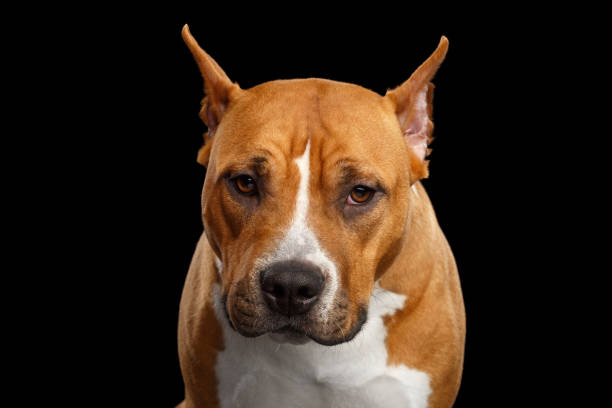 istock American Staffordshire Terrier on Black Background 1893678070