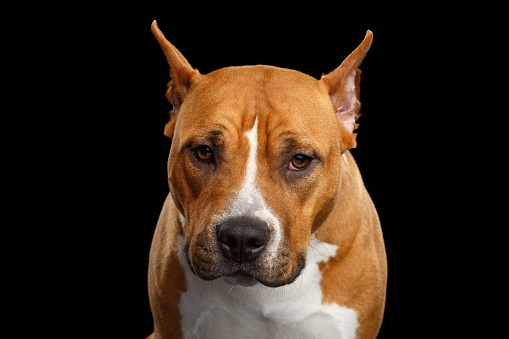 Portrait of Brown American Staffordshire Terrier Dog Looks scared Isolated on Black Background