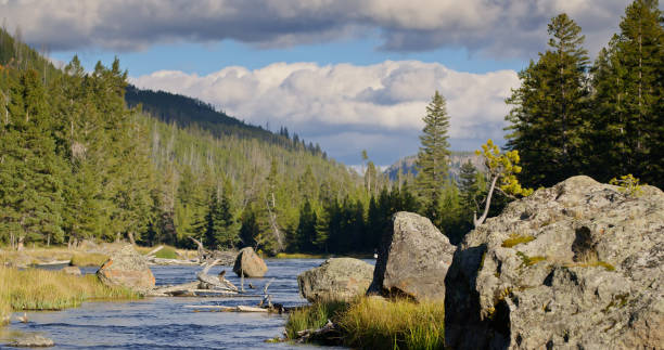 Wide shot of Yellowstone River in Yellowstone National Park on an overcast day in Fall.