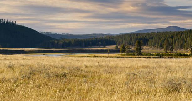 istock Dry Grassland in Yellowstone National Park in Fall 1893723201